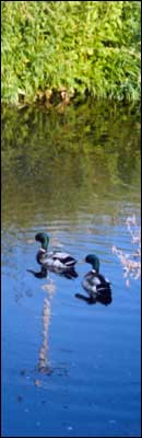 Culmstock