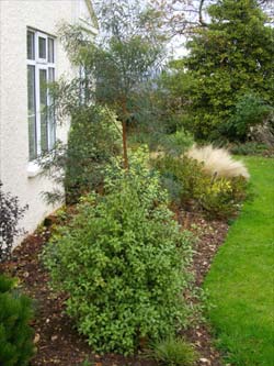Eucalyptus some Pittosporums