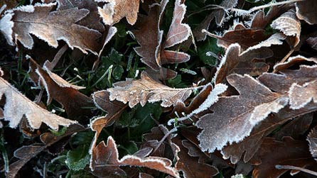 frost_leaves.jpg