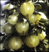 Gooseberries