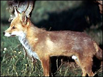 Fox in the wild