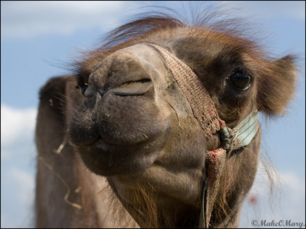 и посмотреть на живого верблюда.
