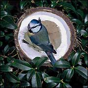 Blue tit