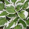 Hosta 'Patriot'
