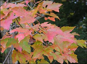 عکس از فرزانه عبدالاهی