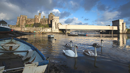 Conwy Castle and swans by Ian Owen