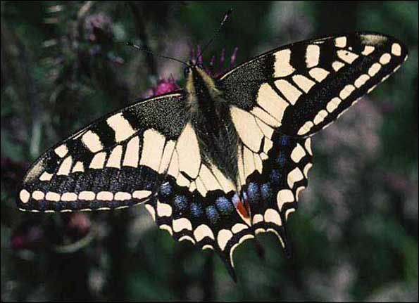 Swallowtail