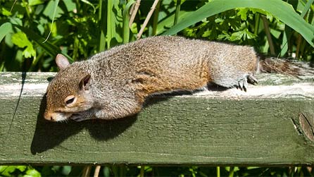 sunbathing_squirrel_sashyaz.jpg