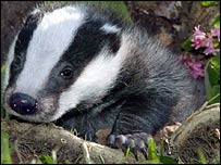 A badger cub 