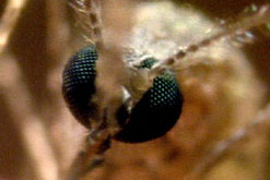 Image: mosquitoes carry malaria