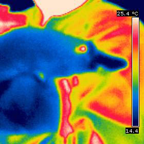 Thermal image of a platypus (image: Jenny Davis)