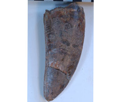 The tooth of the Carcharodontosaurus iguidensi. [Courtesy of Steve Brusatte]