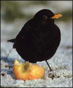 A blackbird in a garden