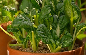 Crop in a pot