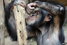Chimpanzee