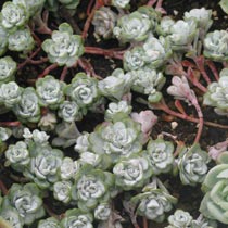 Sedum spathulifolium