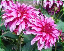 Dahlia 'Art Nouveau' 