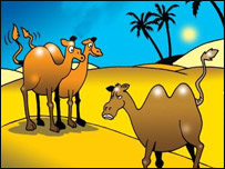 شتر يک و دو کوهانه 