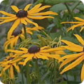 Rudbekia fulgida 'Goldsturm'