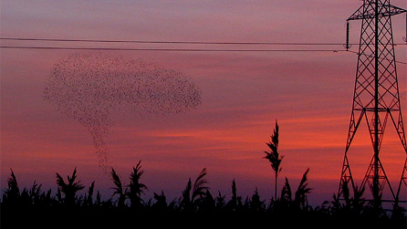Starlings flocking over Newport Wetlands by Adrian Mizon.