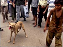 دہلی میں میونسپل کارپوریشن والے ایک آوارہ کتے کو زنجیر باندھ کر لے جا رہے ہیں