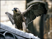 Peregrine Falcon on Lincoln Cathedral