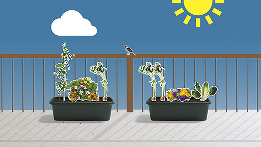 Containers with pretty mixture of veg and flowers.