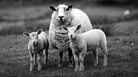 Sheep portrait by Photography King on Flickr.