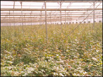 ग्रीन हाउस