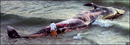 Dead blue whale on beach