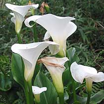 Arum lily