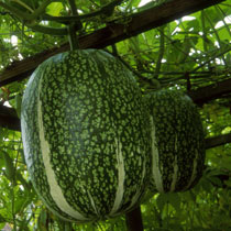 Cucurbita ficifolia
