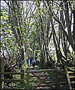 Walking through woods