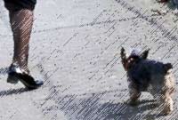 One legged sailor with seadog