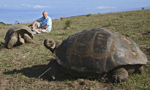 A Life In Cold Blood: Sir David Attenborough and a pair of Galapagos giant tortoises (geochelone elephantopus)