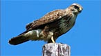 Buzzard. Photo: Irene Smith