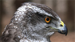 Goshawk
