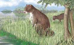 Phoberomys pattersoni