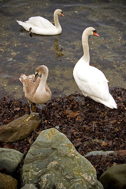 Swans at Ardbeg/Port Bannatyne