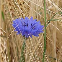 Centaurea cyanus