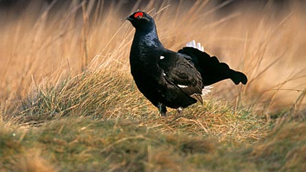 black_grouse_chris_gomersal.jpg