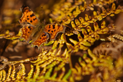 Comma butterfly by Old Lodger