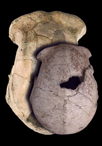 مقایسه جمجمه نویافته (کوچکتر) با یک نمونه دیگر که قبلا در تانزانیا پیدا شده بود