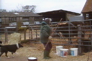 Annis is looks for a culprit