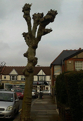 A recently cut tree in North London