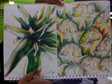 growth and decay (A-level course work)