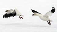 Snow Geese by Chadden Hunter