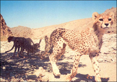 يوزپلنگ آسيايی در دره انجير (Image: I.R.Iran DOE/CACP/WCS/UNDP-GEF)