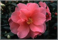 Donation (semi-double pink)