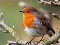 A robin